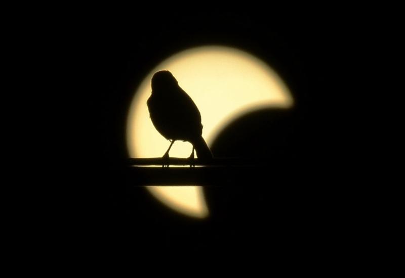 21 mai 2012. Imaginile zilei 12269363