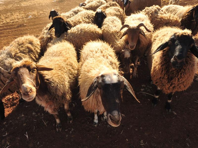 Dâmboviţa: Ciobanii aruncă sau incendiază lâna, preţul acesteia fiind prea mic