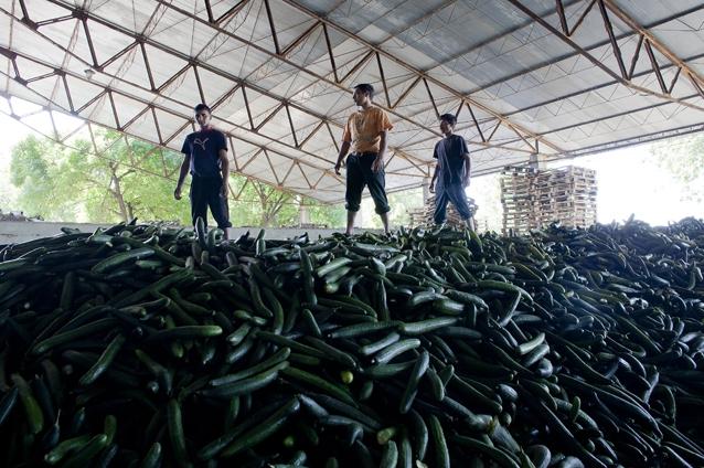Mafia legumelor din Afumaţi, condusă de turcul „Gimi”