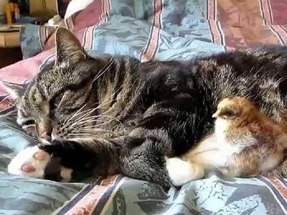Un pui de găină şi o pisică somnoresc împreună (VIDEO)