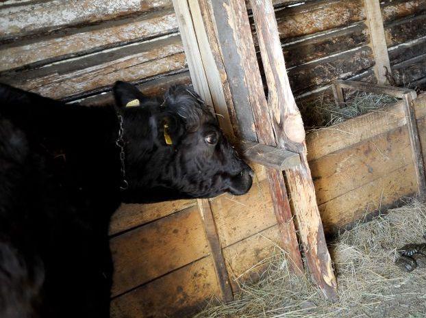 Copil de 5 ani, călcat în picioare de vaca din gospodărie. Animalul s-a speriat din cauza furtunii