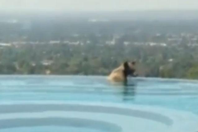 VIDEO: Un urs s-a răcorit într-o piscină din California