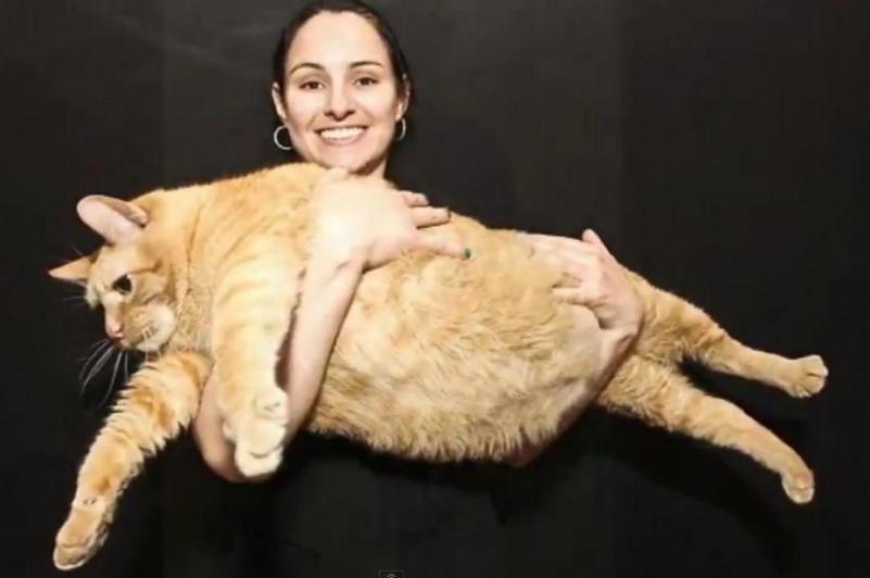 Cântăreşte aproape 15 kilograme şi este, probabil, cea mai grasă pisică din lume! (VIDEO)