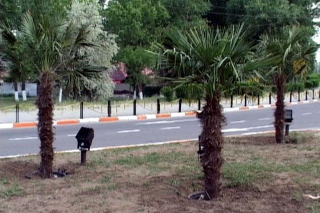 Imaginaţia hoţilor nu cunoaşte limite: au furat 24 de palmieri dintr-un parc din Eforie Sud