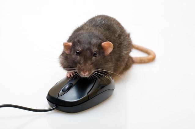 De ce şobolanii sunt mai inteligenţi decât Google