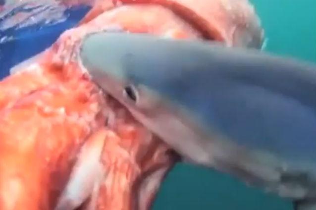 VIDEO: Un rechin albastru mănâncă un calamar uriaş