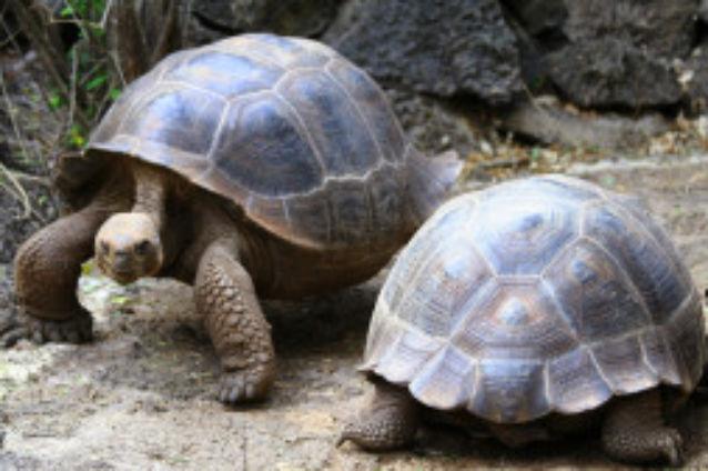 Două broaşte ţestoase uriaşe "au divorţat" după 115 ani petrecuţi împreună