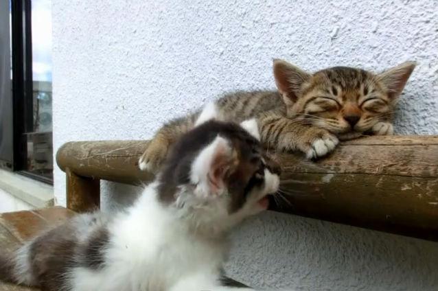 VIDEO AMUZANT: O pisică nu îşi lasă prietenul să doarmă