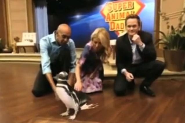VIDEO: Un pinguin şi-a făcut nevoile într-o emisiune