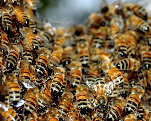 Patru botoşăneni au ajuns în stare critică la spital după ce au fost înţepaţi de albine