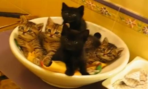Râzi copios! 5 pisicuţe se mişcă sincron (VIDEO)