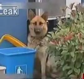 Induioşător: Un câine îşi aşteaptă stăpânul să iasă din arest, în faţa secţiei de Poliţie (VIDEO)