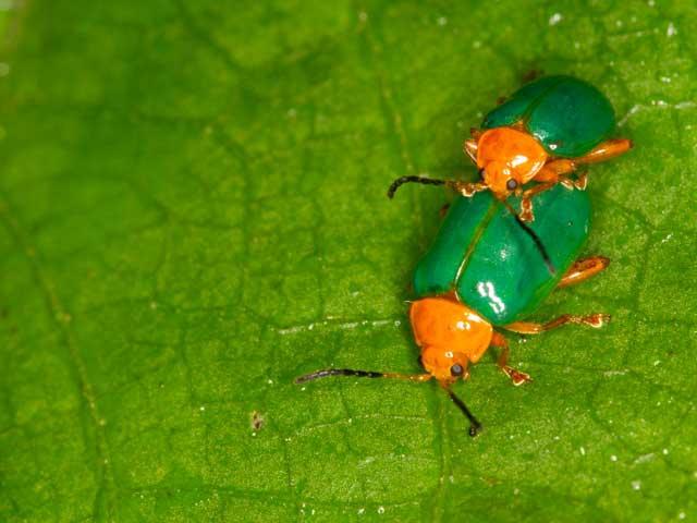 Gândacii ţin la curăţenia corporală