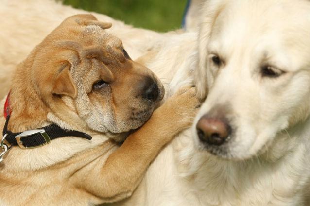 SUA: Câinii îşi pot vizita stăpânii internaţi în spital cu ajutorul unui voluntar