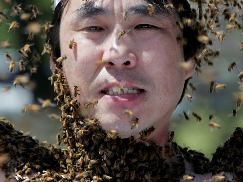 76 de călugări budişti au ajuns la spital după ce au fost atacaţi de albine