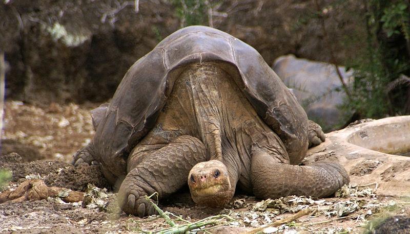 „Singuraticul George”, ultima ţestoasă-gigant de Galapagos din sub-specia abingdoni, a murit în „floarea tinereţii”, la 100 de ani (VIDEO)