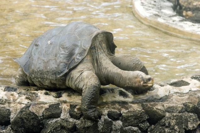 Singuraticul George, ultimul exemplar din subspecia broaştelor ţestoase de Pinta, a murit