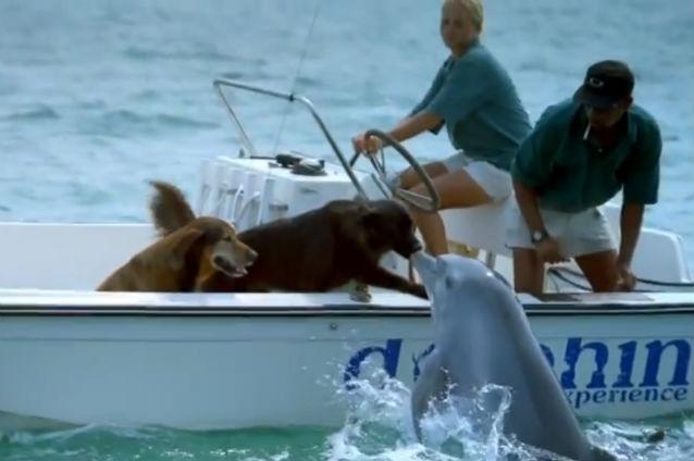 VIDEO: Un delfin sărută un câine