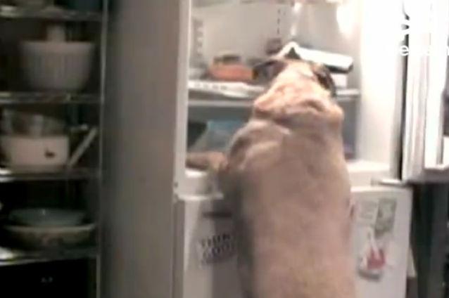 Un câine flămând fură mâncare din frigider. Vezi filmuleţul care a amuzat mii de persoane
