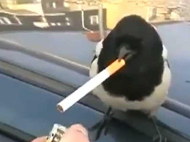 O coţofană se apucă de fumat (VIDEO)