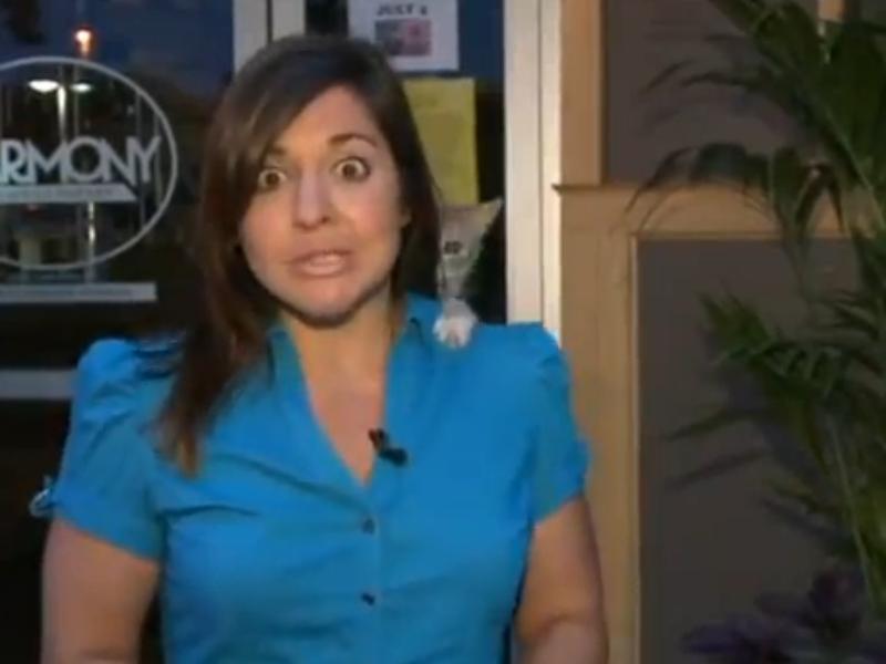 (VIDEO) O pisică sare în spinarea reporterului în timpul unei transmisii live