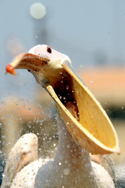 11 iulie 2012. Imaginile zilei 14483144