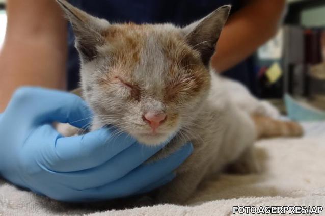 O pisicuţă clandestină a supravieţuit călătoriei cu vaporul, de la Shanghai la Los Angeles, fără hrană şi apă