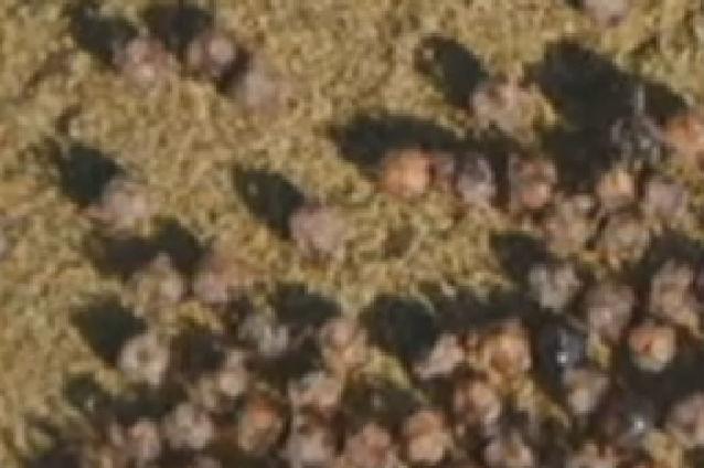 VIDEO: Mii de creaturi misterioase au apărut pe plajele din Hawaii