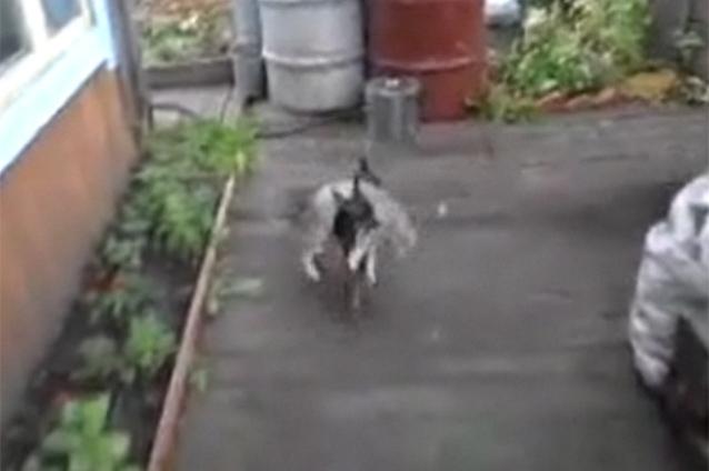 (VIDEO) În Mama Rusie câinii chihuahua îţi aduc înapoi acasă mâţele rătăcitoare