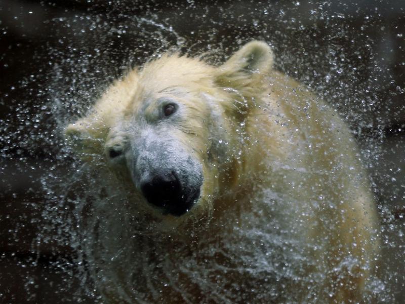 Urşii polari au mai trecut cu succes prin încălziri globale