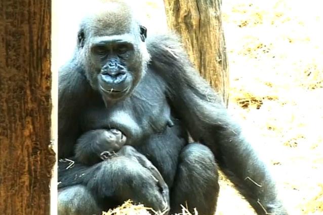 IMAGINI EMOŢIONANTE: Un pui de gorilă a fost născut la o grădină zoologică din Anglia