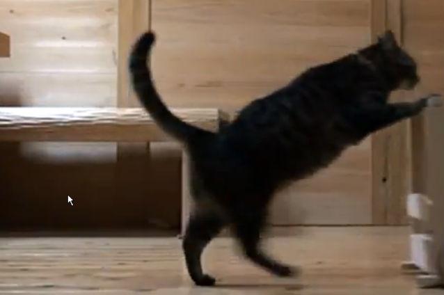 Un clip de 12 secunde cu o pisică pe care nu vei regreta dacă îl vezi. Filmuleţul a amuzat mii de persoane în câteva zile