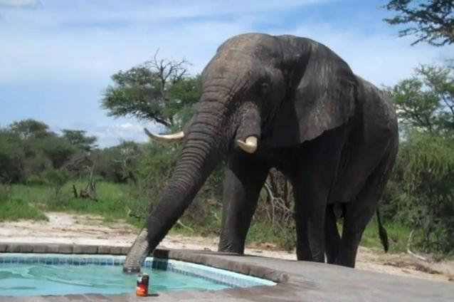 VIDEO: Cum reacţionezi dacă un elefant vine să bea apă din piscina în care faci baie?
