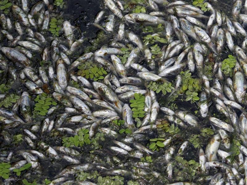 Brăila: Cinci tone de peşte mort din cauza scăderii nivelului unei bălţi pe fondul caniculei