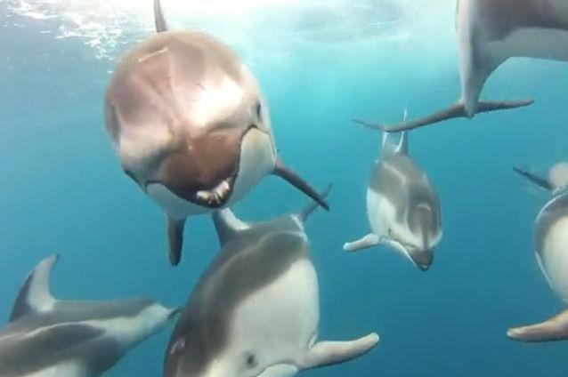 VIDEO IMPRESIONANT: Cum au schimbat mai mulţi delfini o zi obişnuită de pescuit