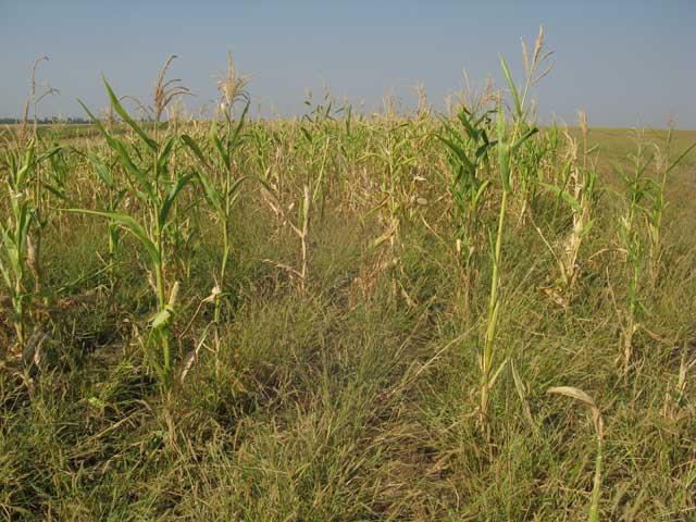 Seceta a crescut preţurile la cereale în sudul ţării. Ţăranii se tem că suntem la începutul unei crize alimentare