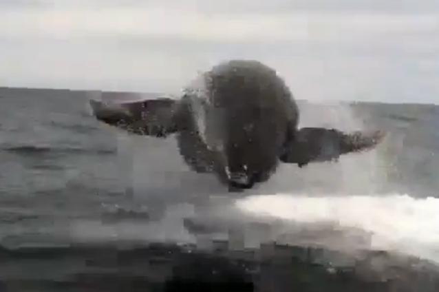 (VIDEO) ÎNTÂLNIRE ÎNFRICOŞĂTOARE cu o balenă zburătoare