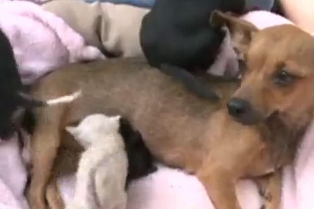 VIDEO: Un câine chihuahua a adoptat doi pui de pisică