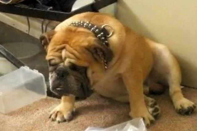 VIDEO AMUZANT: Cum se luptă un bulldog englez cu somnul