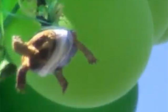 Vezi în ce condiţii poate o ţestoasă să zboare (VIDEO)