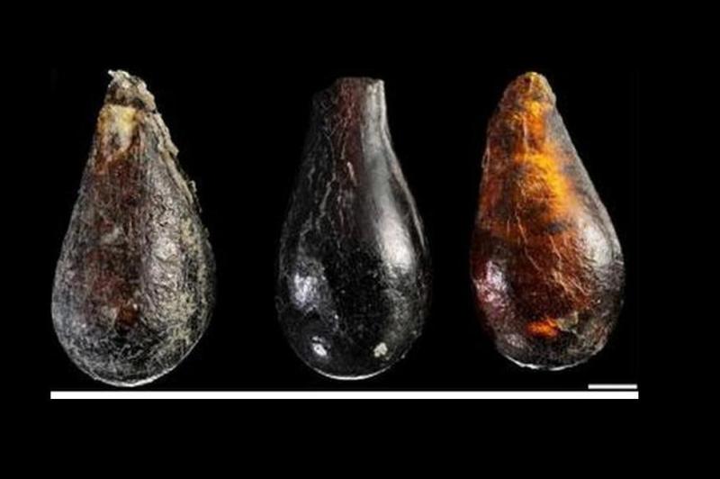 O musculiţă şi doi acarieni, vechi de 230 de milioane de ani, descoperiţi în chihlimbar