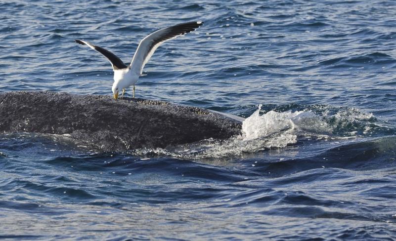 Nu e glumă: Pescăruşii mănâncă balene de vii! (VIDEO)