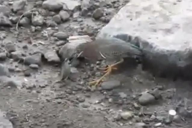VIDEO FABULOS Un păsăroi pescuieşte, momind peştii cu o bucăţică de pâine