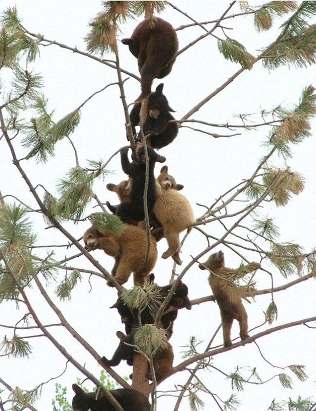 FOTO: 11 ursuleţi s-au căţărat într-un copac