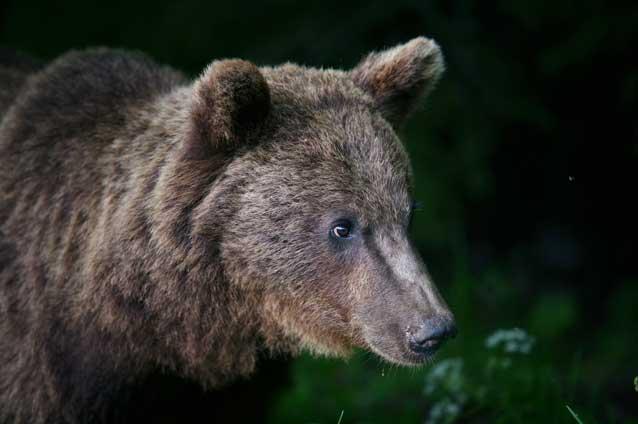 Un urs a murit în chinuri după ce doi săteni din Mureş l-au lovit cu topoarele