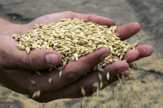 ONU înrăutăţeşte estimarea pentru recolta mondială de cereale din acest an