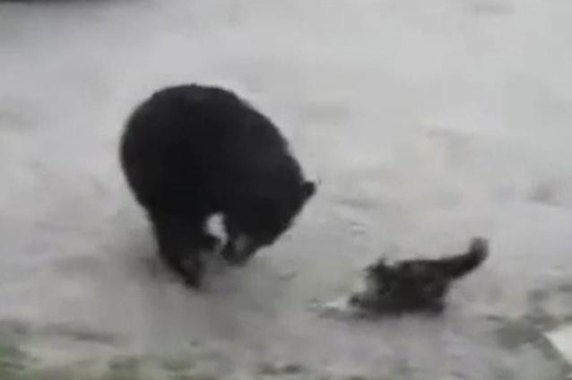 (VIDEO) N-AI CUM SĂ CREZI PÂNĂ NU VEZI ASTA: o pisică nervoasă bate un urs înfometat