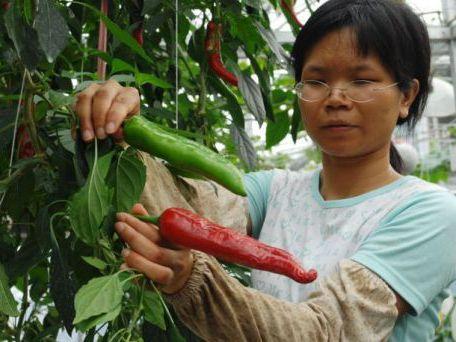 Chinezii vor mânca legume spaţiale! Seminţele au fost dezvoltate de cercetători în spaţiul extraterestru