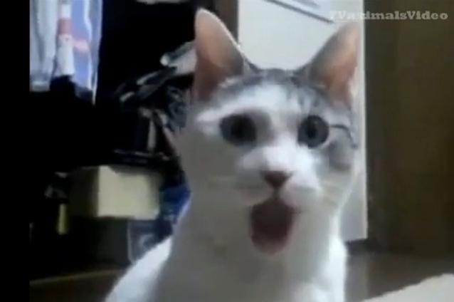 (VIDEO) Te strici de râs! Uite cele mai amuzante şi nebune pisici