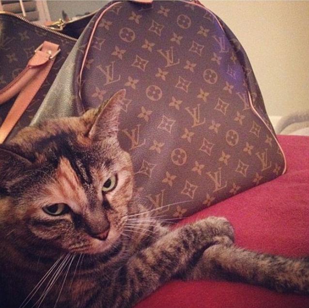 GALERIE FOTO: Cum sunt tratate pisicile care traiesc o viaţă luxoasă